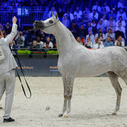 Silver Champion Junior Male: Fuerte (Shanghai EA X Frymuszka) Photo by Lidka Pawlowski 