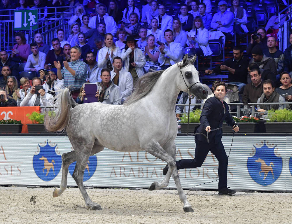 Bronze Champion Junior Male: Nadeem Al Arab (WH Justice X Om El Euphoria)