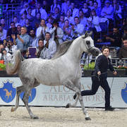 Bronze Champion Junior Male: Nadeem Al Arab (WH Justice X Om El Euphoria)