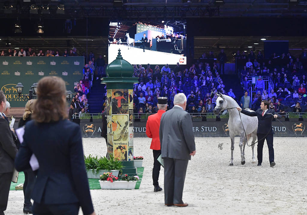 Bronze Champion Junior Male: Nadeem Al Arab (WH Justice X Om El Euphoria)