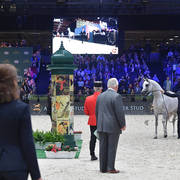 Bronze Champion Junior Male: Nadeem Al Arab (WH Justice X Om El Euphoria)