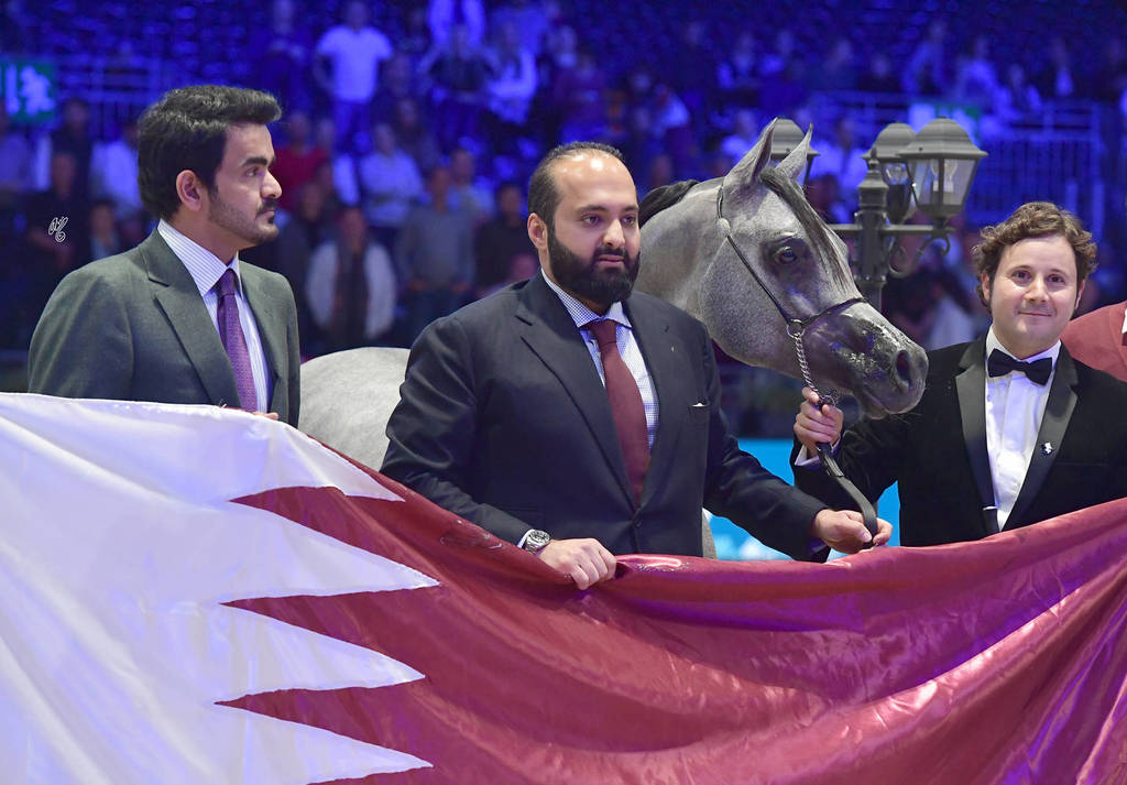 Gold Champion Yearling Male: Figaro (Wadee Al Shaqab X Shirin By Aisha)