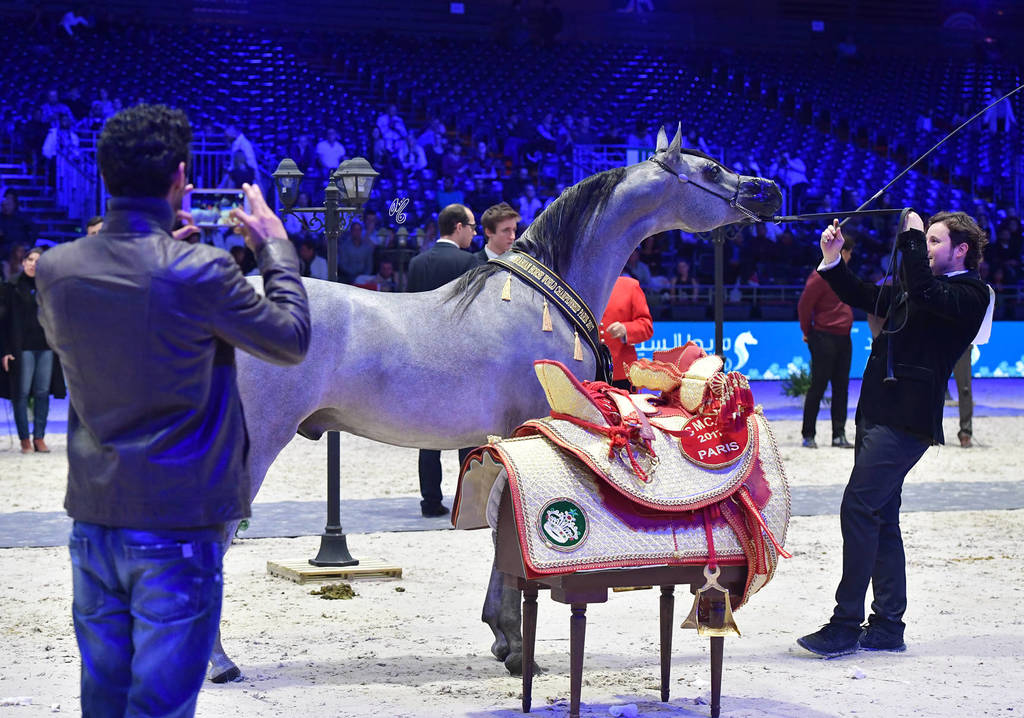 Gold Champion Yearling Male: Figaro (Wadee Al Shaqab X Shirin By Aisha)