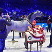 Gold Champion Yearling Male: Figaro (Wadee Al Shaqab X Shirin By Aisha)