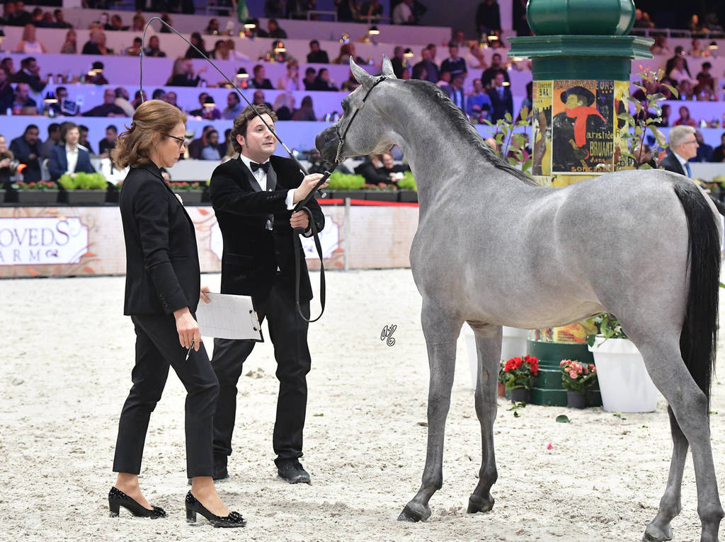 Gold Champion Yearling Male: Figaro (Wadee Al Shaqab X Shirin By Aisha)