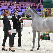 Gold Champion Yearling Male: Figaro (Wadee Al Shaqab X Shirin By Aisha)