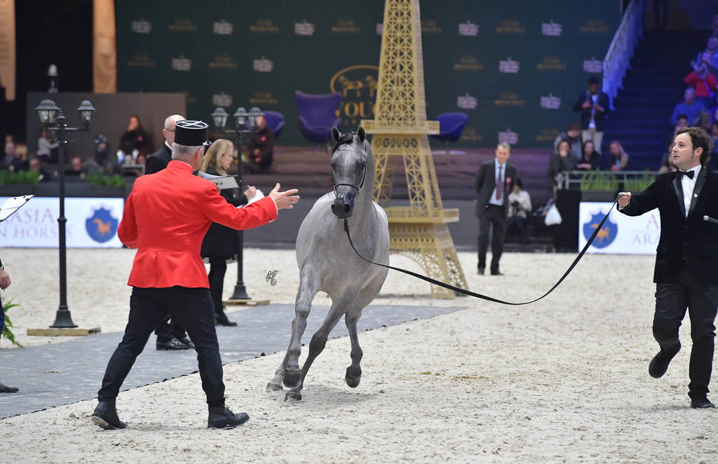 Gold Champion Yearling Male: Figaro (Wadee Al Shaqab X Shirin By Aisha)