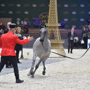 Gold Champion Yearling Male: Figaro (Wadee Al Shaqab X Shirin By Aisha)
