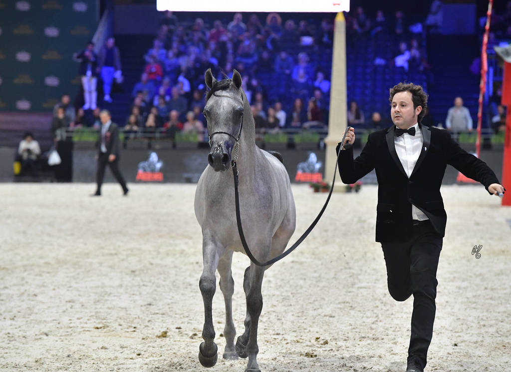 Gold Champion Yearling Male: Figaro (Wadee Al Shaqab X Shirin By Aisha)