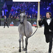 Gold Champion Yearling Male: Figaro (Wadee Al Shaqab X Shirin By Aisha)