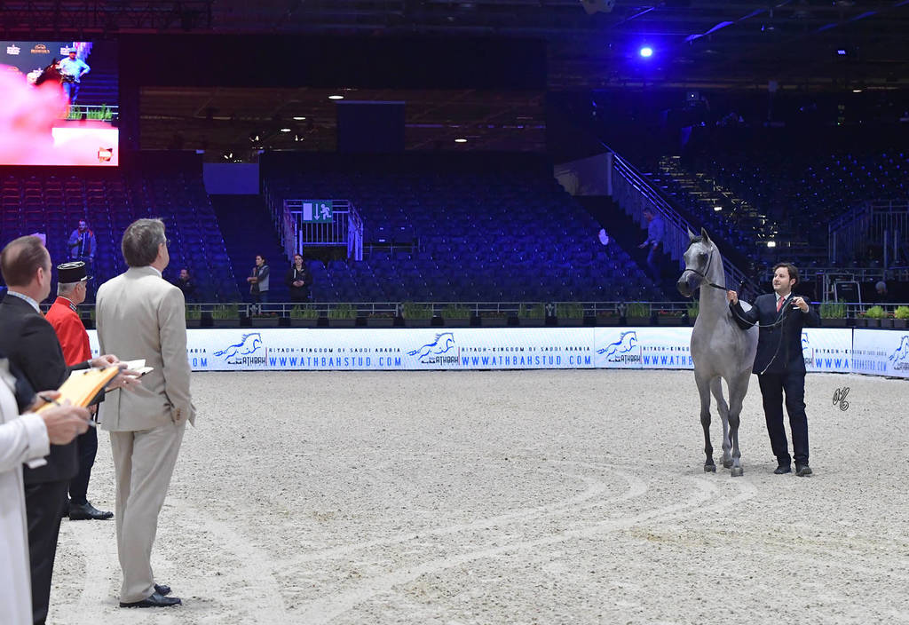 Gold Champion Yearling Male: Figaro (Wadee Al Shaqab X Shirin By Aisha)
