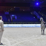 Gold Champion Yearling Male: Figaro (Wadee Al Shaqab X Shirin By Aisha)