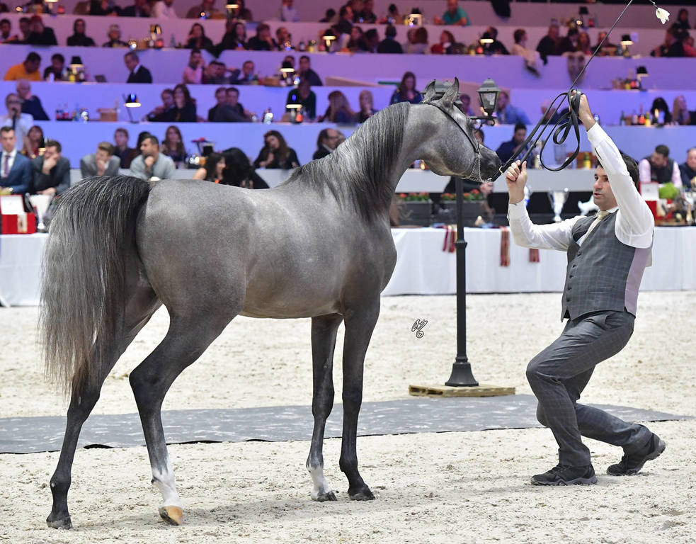 Silver Champion Yearling Male: HL El Ganador (HP Shakir TE X Lonco Bay Maria) 