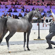 Silver Champion Yearling Male: HL El Ganador (HP Shakir TE X Lonco Bay Maria) 