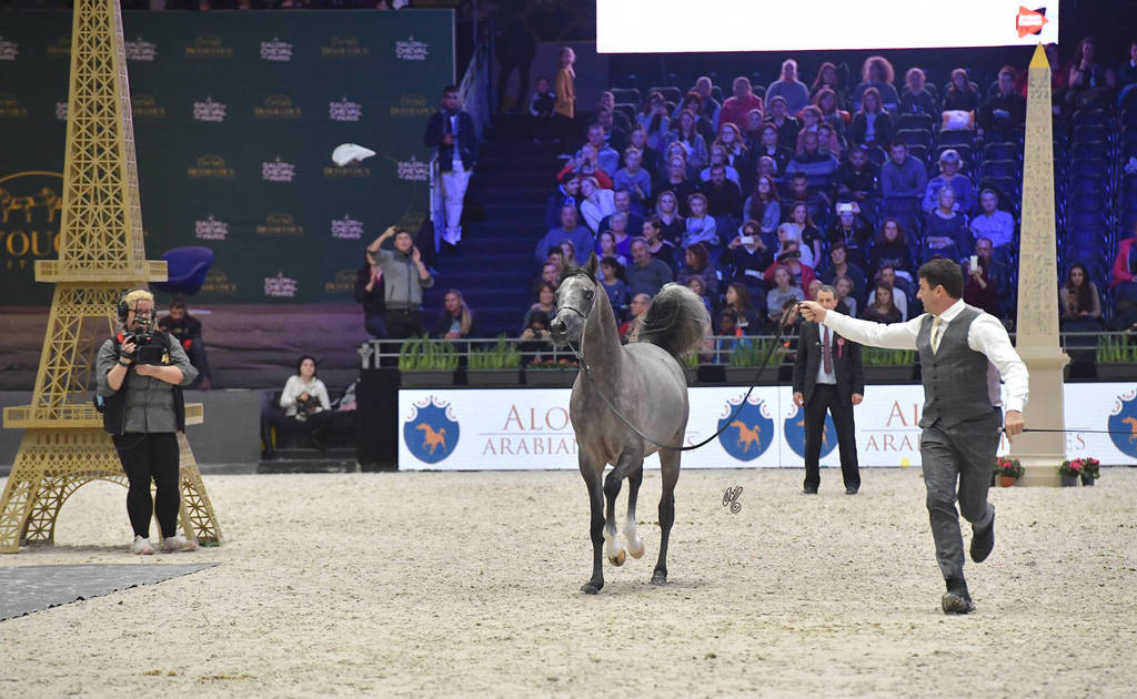 Silver Champion Yearling Male: HL El Ganador (HP Shakir TE X Lonco Bay Maria) 