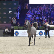 Silver Champion Yearling Male: HL El Ganador (HP Shakir TE X Lonco Bay Maria) 
