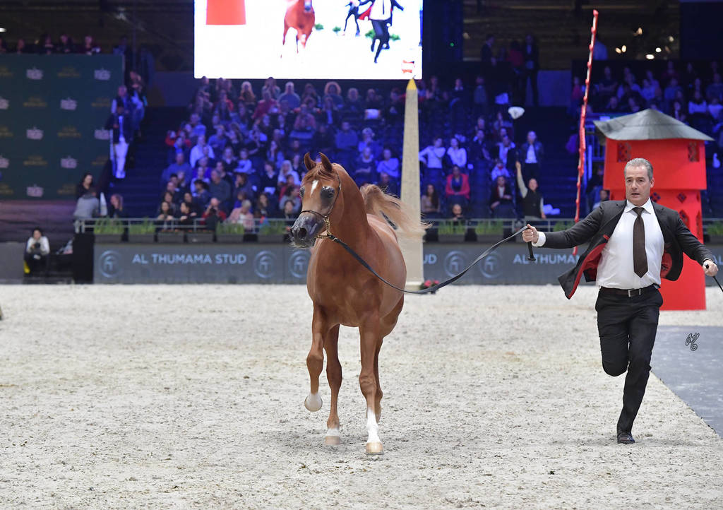 Bronze Champion Yearling Male: RD Harenaado (Hariry Al Shaqab X DM Endless Romance) 