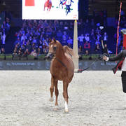 Bronze Champion Yearling Male: RD Harenaado (Hariry Al Shaqab X DM Endless Romance) 