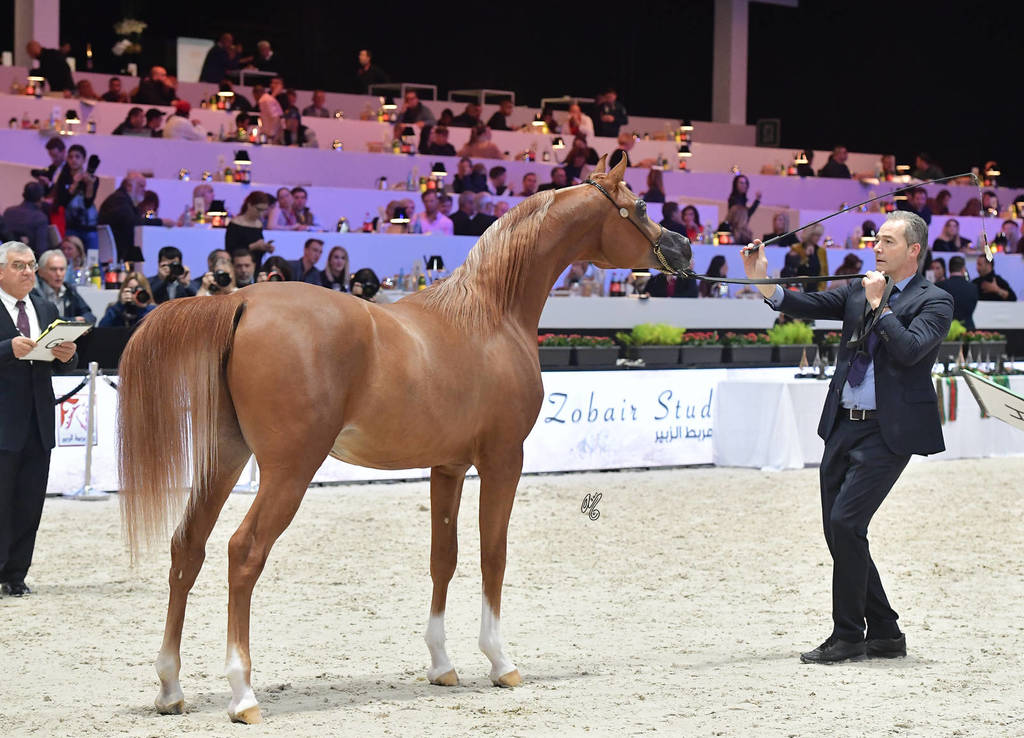 Bronze Champion Yearling Male: RD Harenaado (Hariry Al Shaqab X DM Endless Romance) 