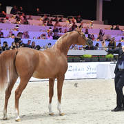 Bronze Champion Yearling Male: RD Harenaado (Hariry Al Shaqab X DM Endless Romance) 