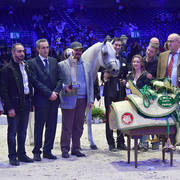 Gold Champion Senior Female:  Tehama Ballalina (Tehama Na Sidaqa X JJ Shai Majestic Queen)  