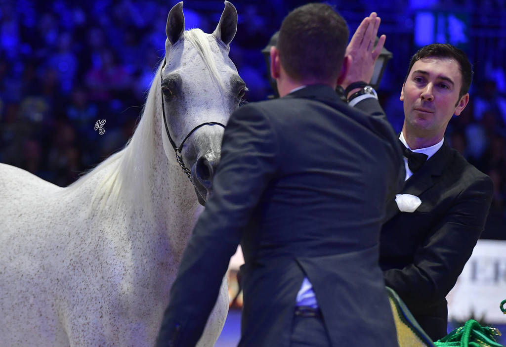 Gold Champion Senior Female:  Tehama Ballalina (Tehama Na Sidaqa X JJ Shai Majestic Queen)  