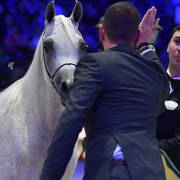 Gold Champion Senior Female:  Tehama Ballalina (Tehama Na Sidaqa X JJ Shai Majestic Queen)  