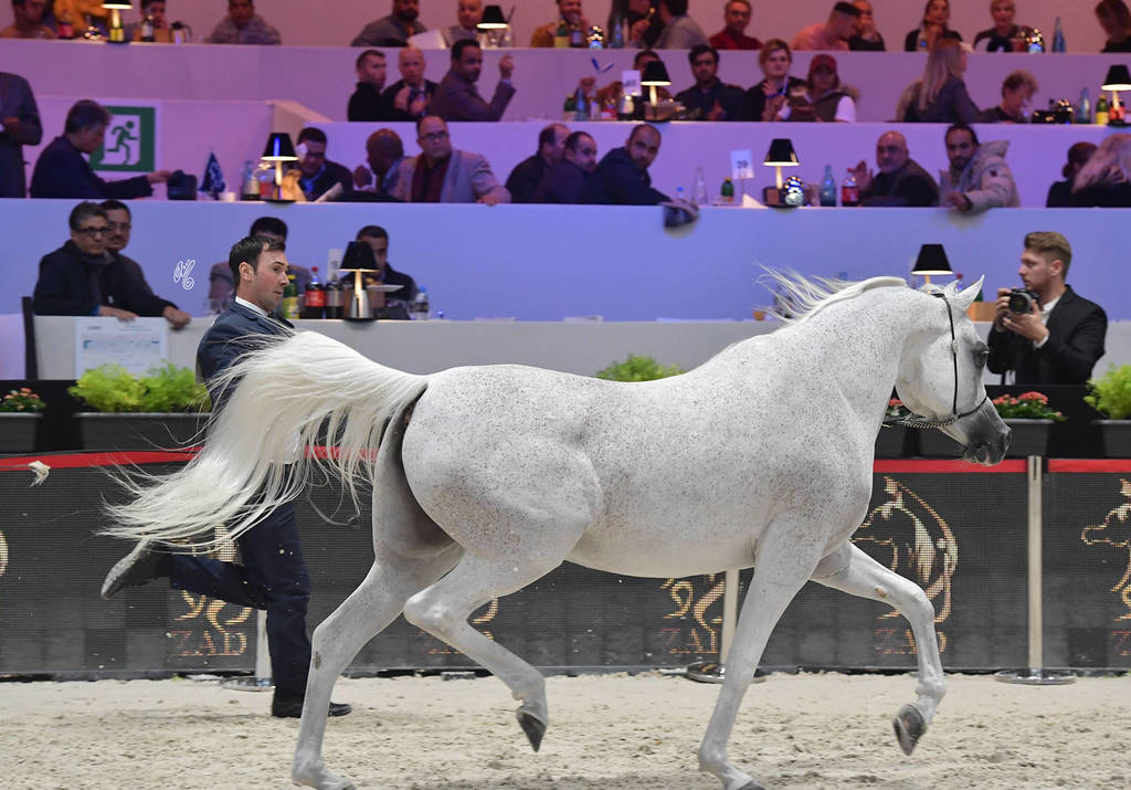 Gold Champion Senior Female:  Tehama Ballalina (Tehama Na Sidaqa X JJ Shai Majestic Queen)  