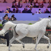 Gold Champion Senior Female:  Tehama Ballalina (Tehama Na Sidaqa X JJ Shai Majestic Queen)  