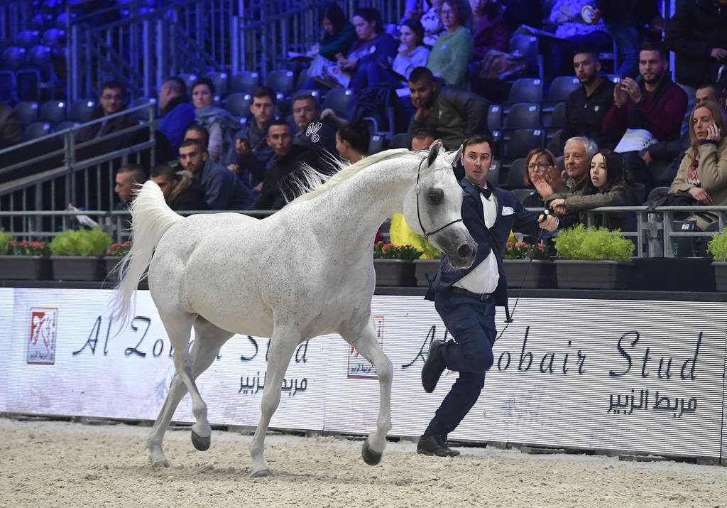 Gold Champion Senior Female:  Tehama Ballalina (Tehama Na Sidaqa X JJ Shai Majestic Queen)  