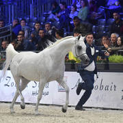 Gold Champion Senior Female:  Tehama Ballalina (Tehama Na Sidaqa X JJ Shai Majestic Queen)  