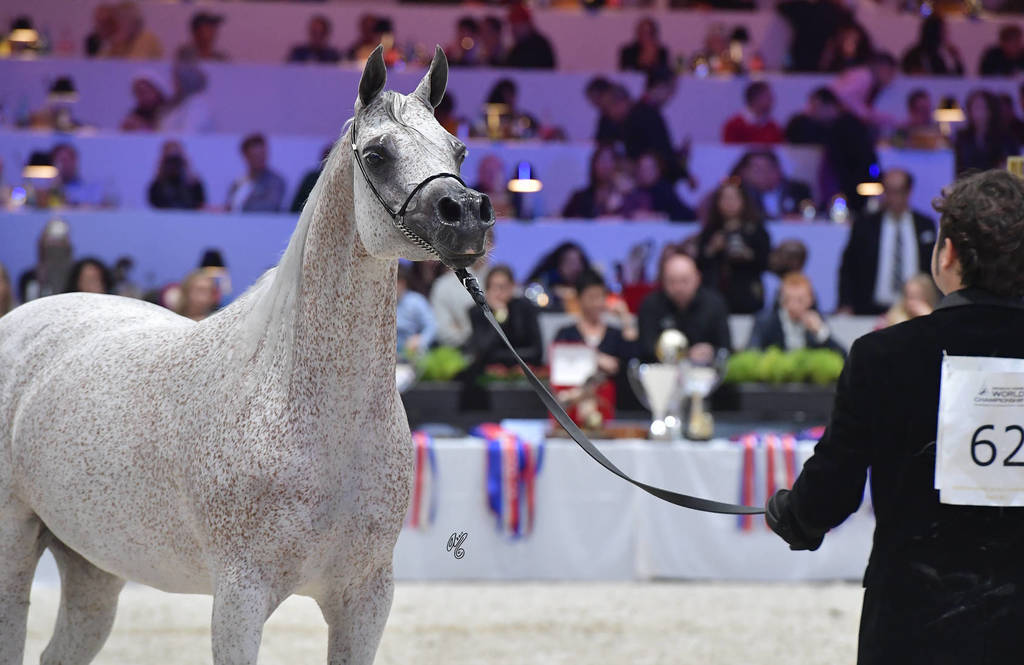 Silver Champion Senior Female: Shirin By Aisha (WH Justice x Aisha) 