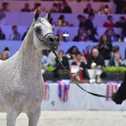 Silver Champion Senior Female: Shirin By Aisha (WH Justice x Aisha) 
