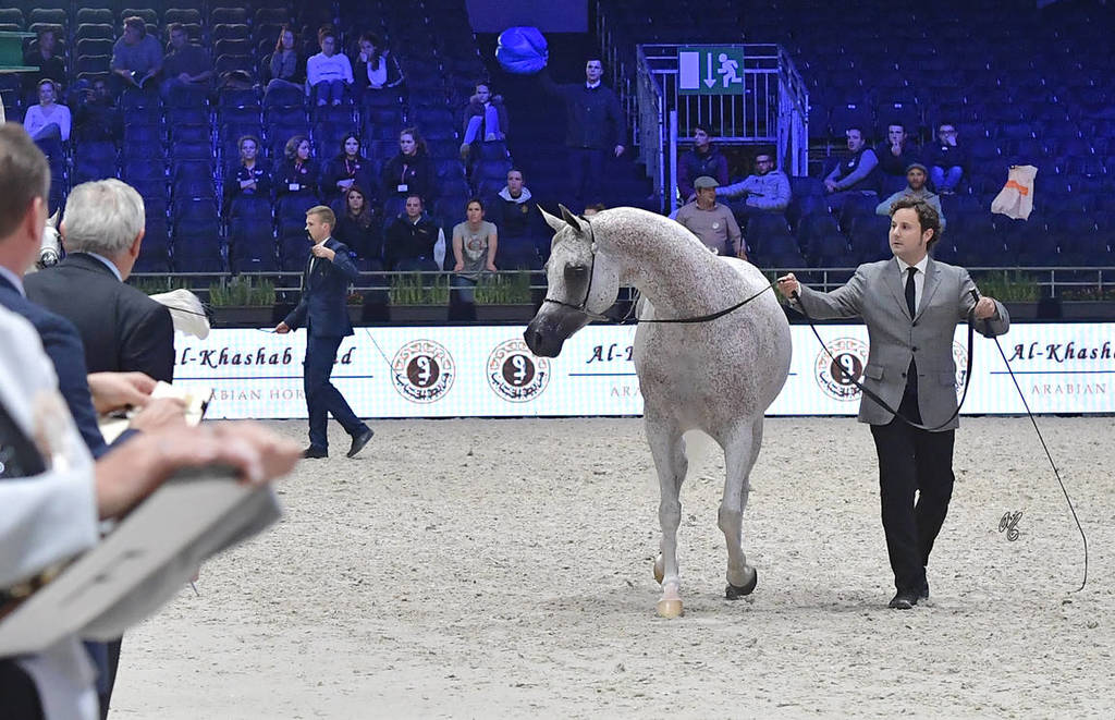 Silver Champion Senior Female: Shirin By Aisha (WH Justice x Aisha) 