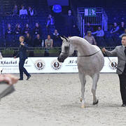 Silver Champion Senior Female: Shirin By Aisha (WH Justice x Aisha) 