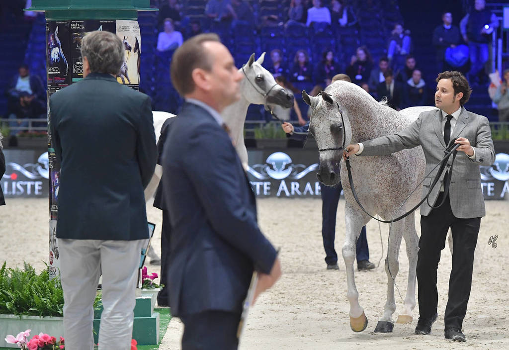 Silver Champion Senior Female: Shirin By Aisha (WH Justice x Aisha) 