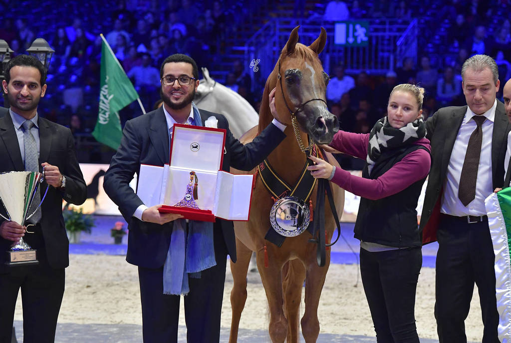 Bronze Champion Senior Female: Delights Divah RB (Ajman Moniscione X Honeys Delight RB) 