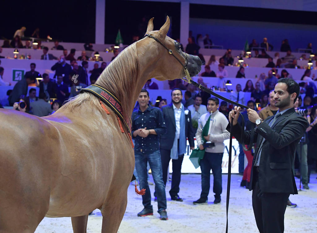 Bronze Champion Senior Female: Delights Divah RB (Ajman Moniscione X Honeys Delight RB)