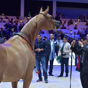 Bronze Champion Senior Female: Delights Divah RB (Ajman Moniscione X Honeys Delight RB)