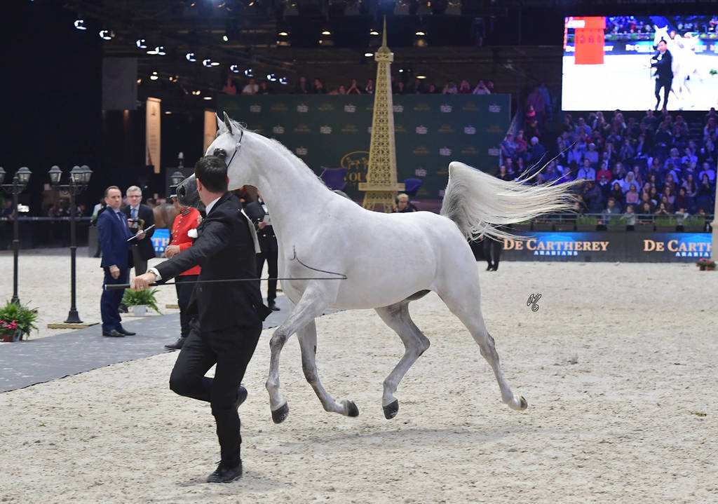 Gold Champion Junior Female: Mozn Albidayer (SMA Magic One X Mattahari) 