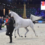 Gold Champion Junior Female: Mozn Albidayer (SMA Magic One X Mattahari) 