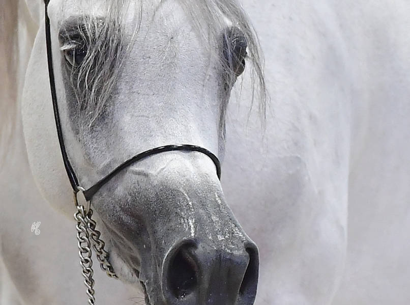 Gold Champion Junior Female: Mozn Albidayer (SMA Magic One X Mattahari) 