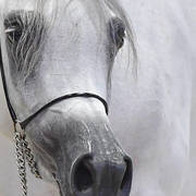 Gold Champion Junior Female: Mozn Albidayer (SMA Magic One X Mattahari) 