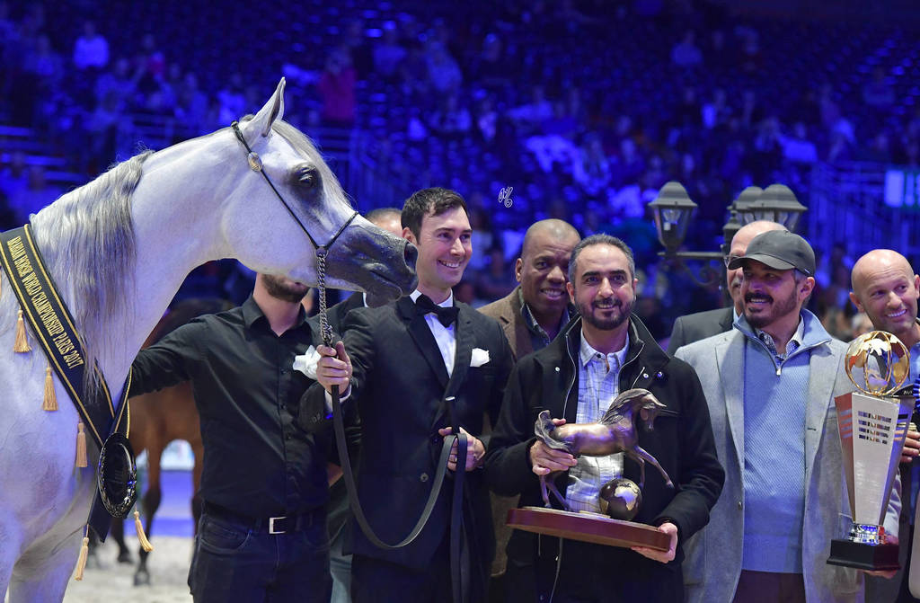 Gold Champion Junior Female: Mozn Albidayer (SMA Magic One X Mattahari) 