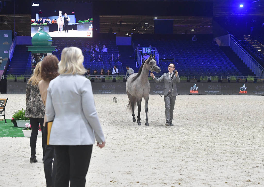 Silver Champion Junior Female: Madinat Al Baydaa (RFI Farid X TS Madeleine) 
