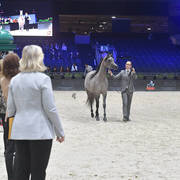 Silver Champion Junior Female: Madinat Al Baydaa (RFI Farid X TS Madeleine) 