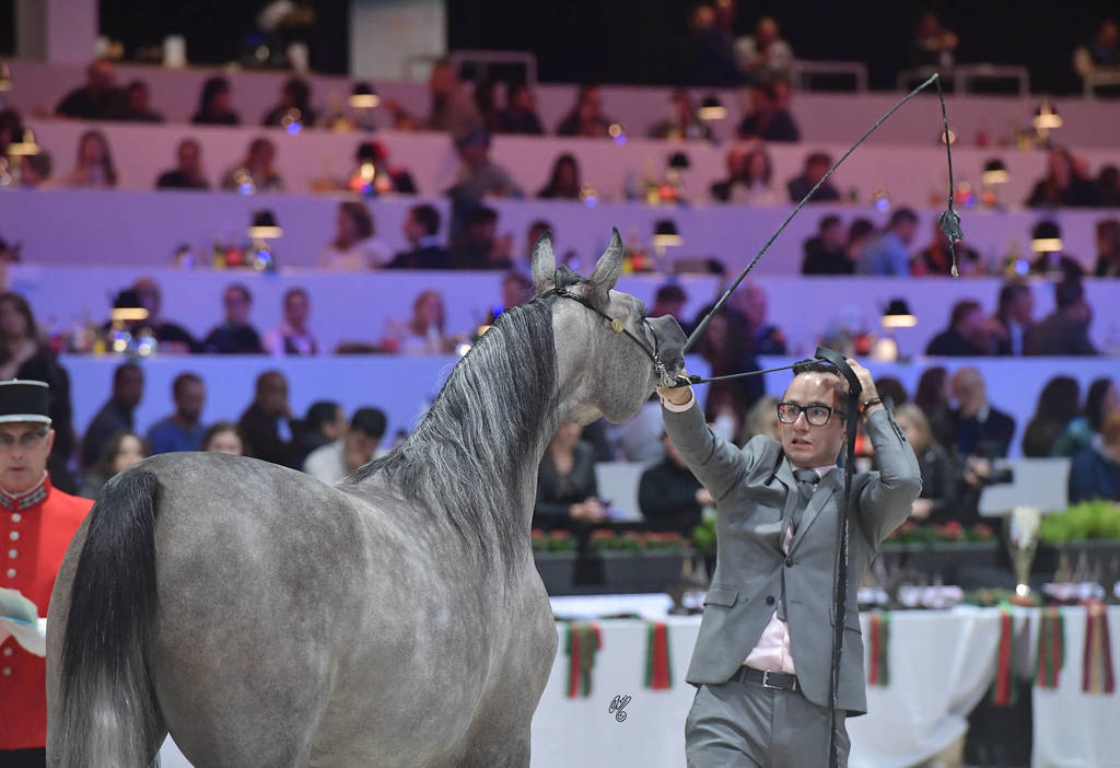 Silver Champion Junior Female: Madinat Al Baydaa (RFI Farid X TS Madeleine) 