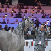 Silver Champion Junior Female: Madinat Al Baydaa (RFI Farid X TS Madeleine) 