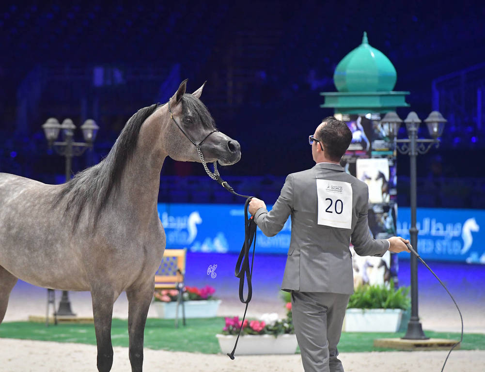 Silver Champion Junior Female: Madinat Al Baydaa (RFI Farid X TS Madeleine) 