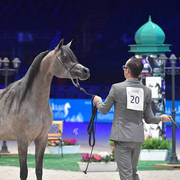 Silver Champion Junior Female: Madinat Al Baydaa (RFI Farid X TS Madeleine) 